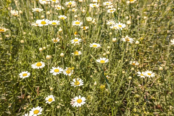 Grama verde e camomilas — Fotografia de Stock