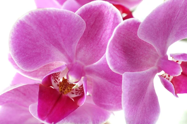 Красивые розовые орхидеи — стоковое фото