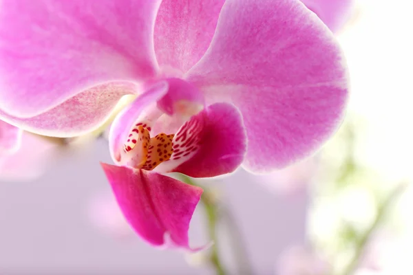 Hermosa flor de orquídea rosa —  Fotos de Stock