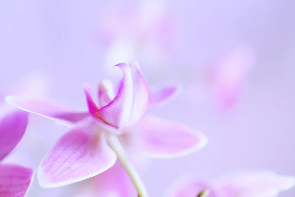 Krásná růžová orchidej květiny — Stock fotografie