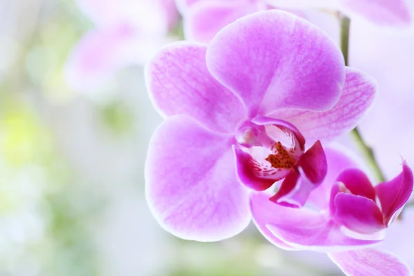 美丽的粉红色兰花 — 图库照片
