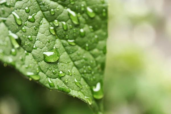 Foglia fresca verde — Foto Stock