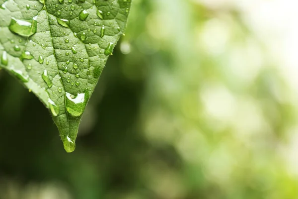 Foglia fresca verde — Foto Stock