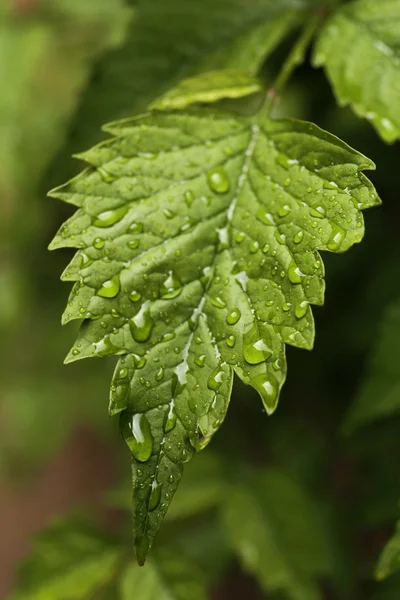 Grünes frisches Blatt — Stockfoto