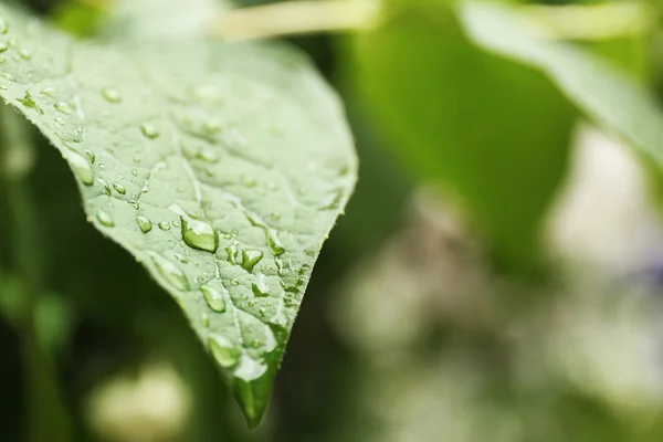 Grünes frisches Blatt — Stockfoto