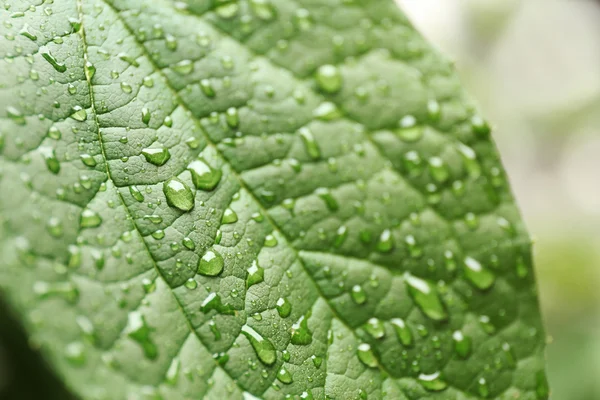 Grönt färska blad — Stockfoto