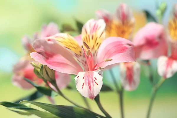 Belles fleurs alstroemeria — Photo