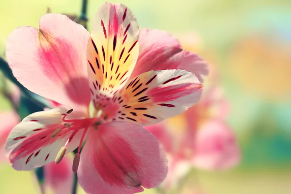 Lindas flores de alstroemeria — Fotografia de Stock