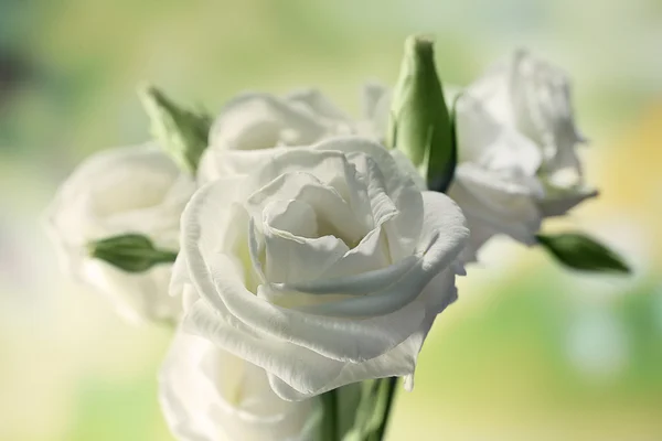 Beyaz Eustoma çiçekleri — Stok fotoğraf