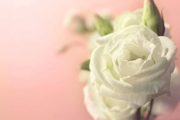 Witte Eustoma bloemen — Stockfoto