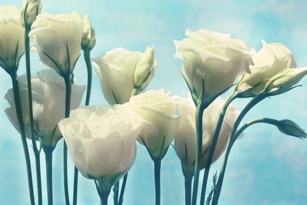 Flores de Eustoma blanco —  Fotos de Stock