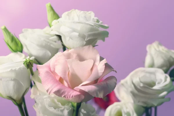 Flores de eustoma blanco y rosa —  Fotos de Stock