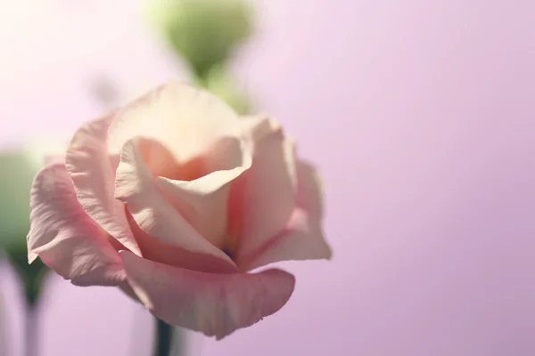 Eustoma różowy kwiat — Zdjęcie stockowe