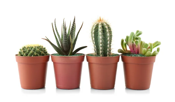 Different succulents and cactus in pots — Stock Photo, Image