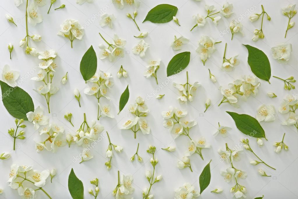 Fresh Jasmine Flowers Stock Photo Image By C Belchonock 116196976