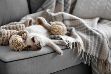 Renk-kedi kanepede yatan noktası