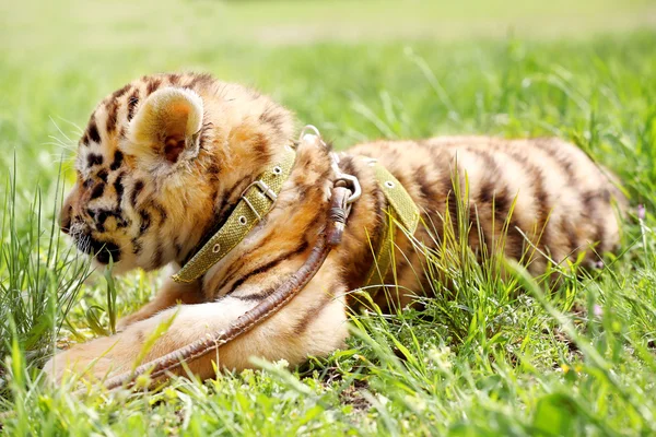 Baby tiger on grass — Stock Photo, Image