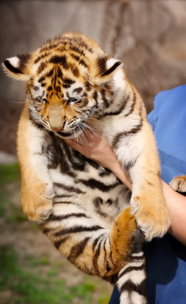 Woman holding baby tiger — Stock Photo, Image