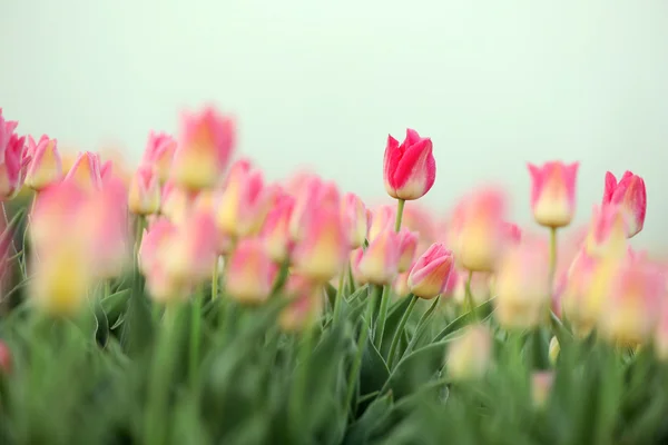Bellissimi tulipani fioriti — Foto Stock