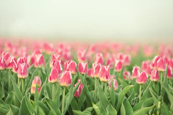 Schön blühende Tulpen — Stockfoto