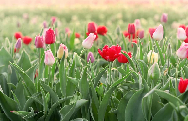 Tulipas florescendo bonitas — Fotografia de Stock