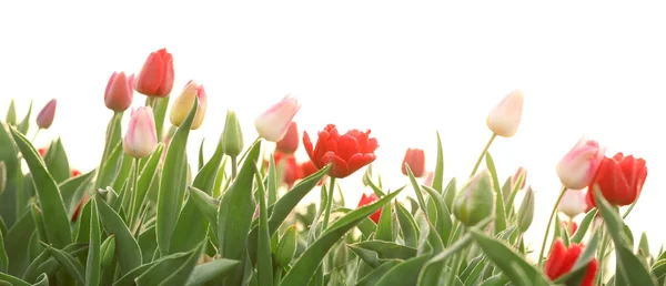 Mooie bloeiende tulpen — Stockfoto