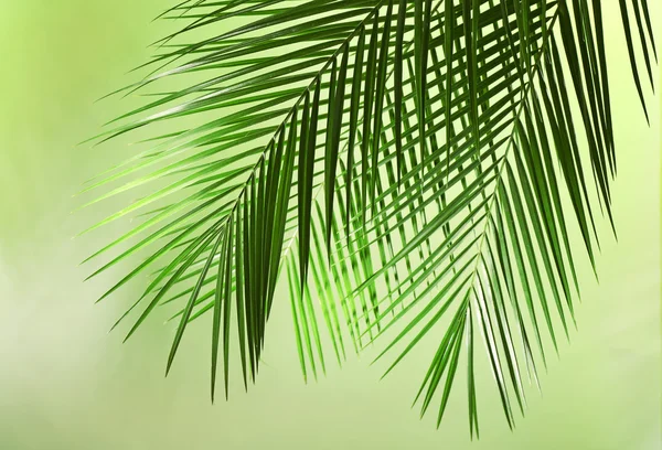 Grüne Blätter der Palme auf farbigem Hintergrund — Stockfoto