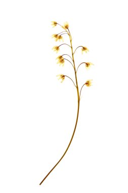 Güzel kurutulmuş çiçekleri 