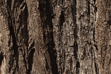 bark tree doku