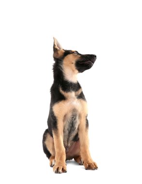 Şirin küçük köpek.