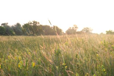 Güzel çayır çimen