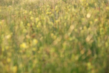 Güzel çayır çimen