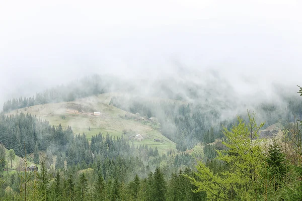 Лес на склонах гор — стоковое фото