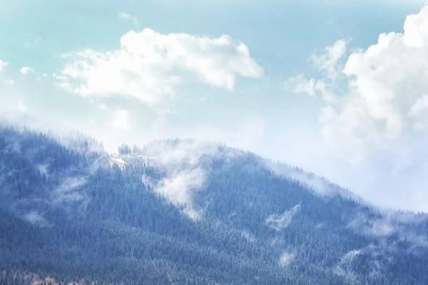 Foresta sulle pendici della montagna — Foto Stock