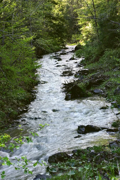 Широкий потік в гірському лісі — стокове фото