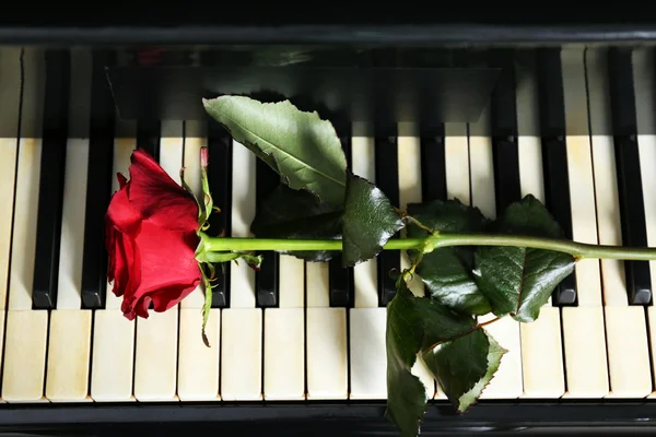 Rosa em teclas de piano — Fotografia de Stock