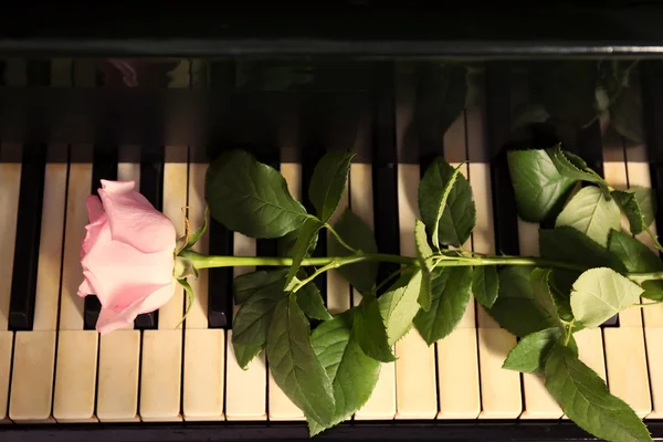 Rosa em teclas de piano — Fotografia de Stock