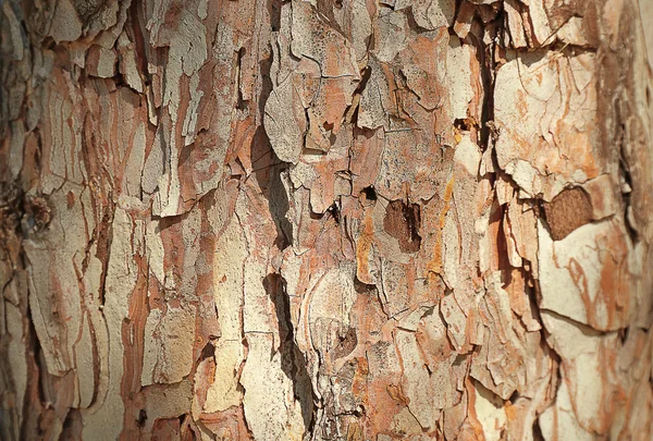 Bark träd konsistens — Stockfoto