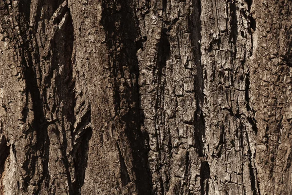 Baumstruktur der Rinde — Stockfoto