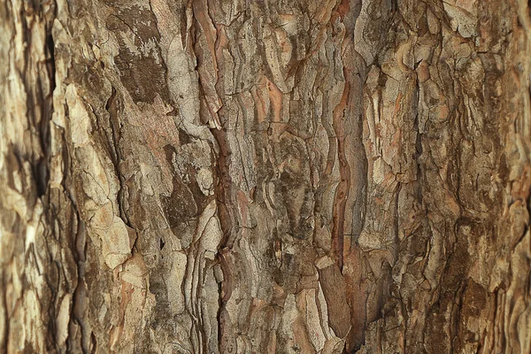 Bark tree texture — Stock Photo, Image