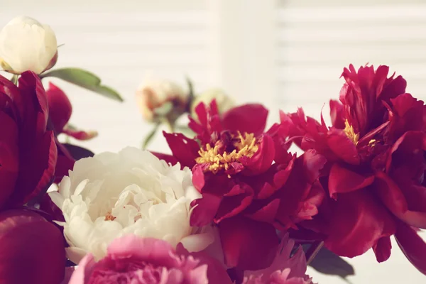 美しい牡丹の花 — ストック写真