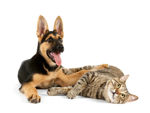 Roztomilý pes a kočka — Stock fotografie