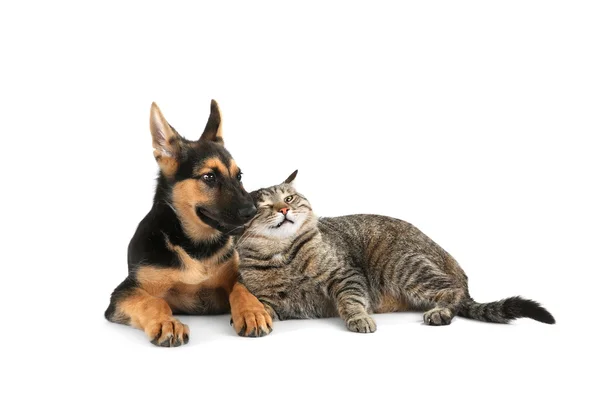 Χαριτωμένος σκύλος και γάτα — Φωτογραφία Αρχείου