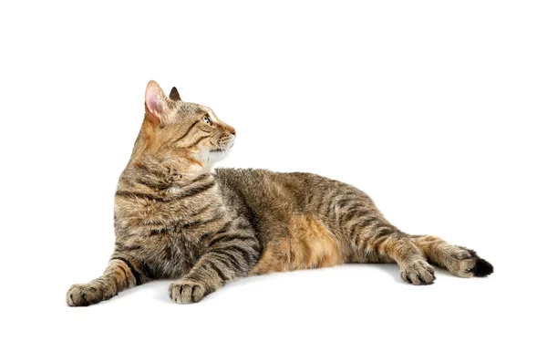 Cute adult cat — Stock Photo, Image