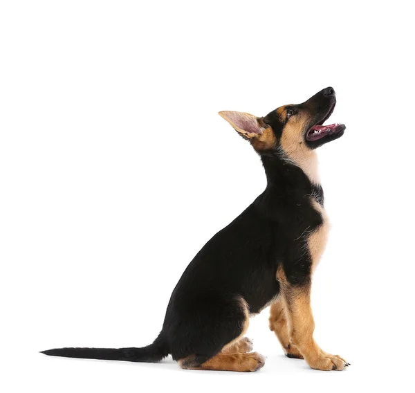 Cute little dog — Stock Photo, Image