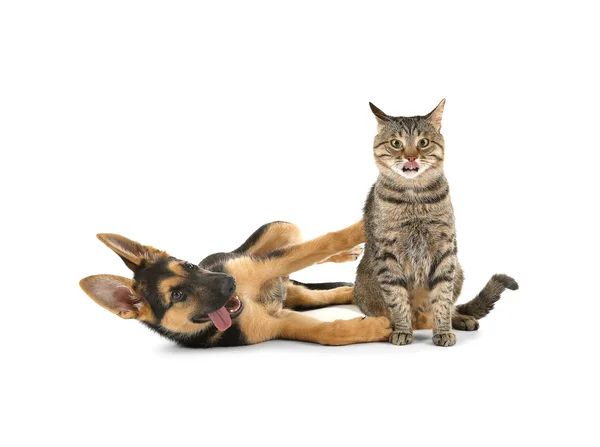 Niedlichen Hund und Katze — Stockfoto