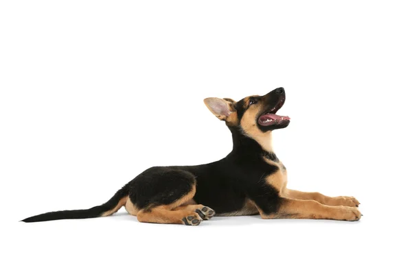 Schattig hondje — Stockfoto