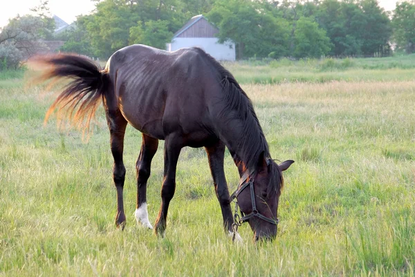 Bruin paard grazen — Stockfoto