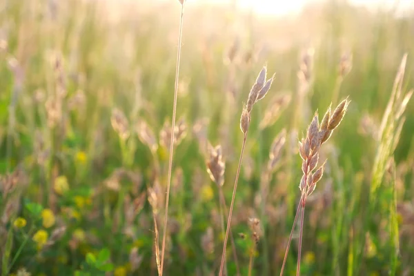 아름 다운 풀밭 잔디 — 스톡 사진