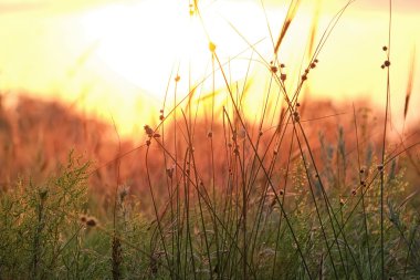 vahşi çayır çimen